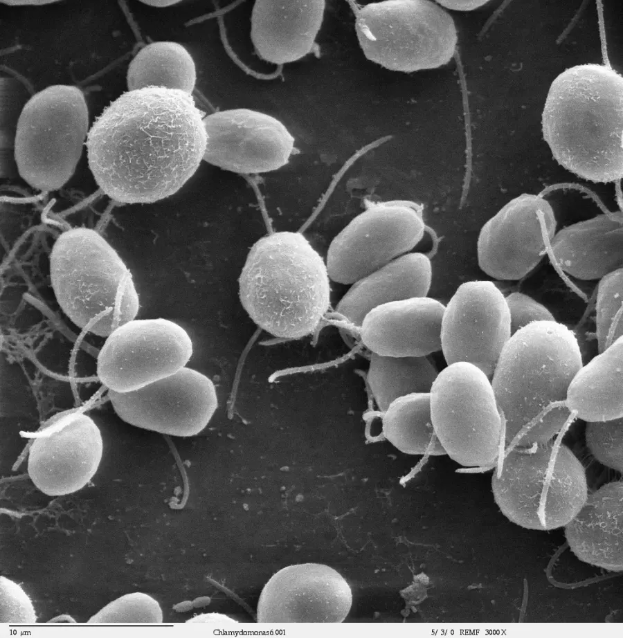 The Chlamydomonadaceae card