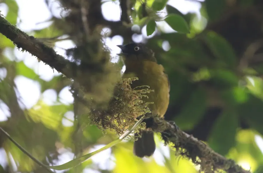 The Pirre chlorospingus card