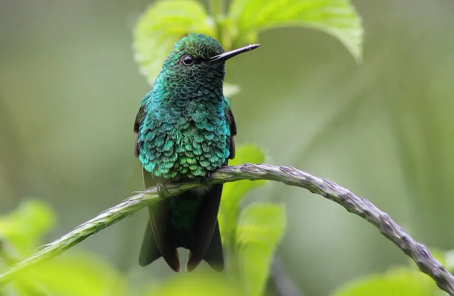 The Western emerald card