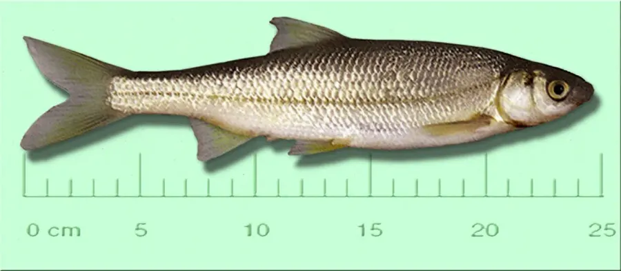 La carte Parachondrostoma toxostoma