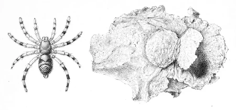 The Barychelidae card