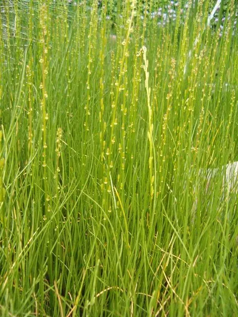 La carte Juncaginaceae