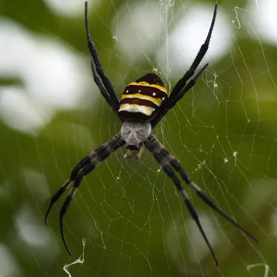 La carte Argiope