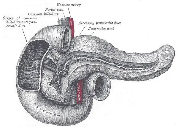 The Pancreatic juice card