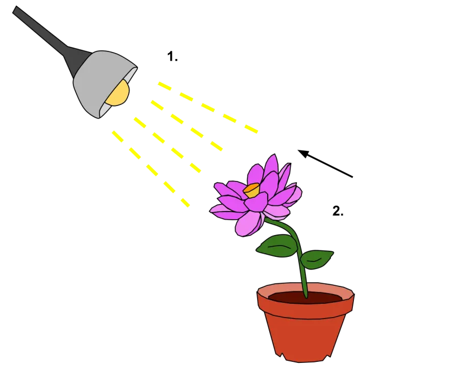 The Phototropism card