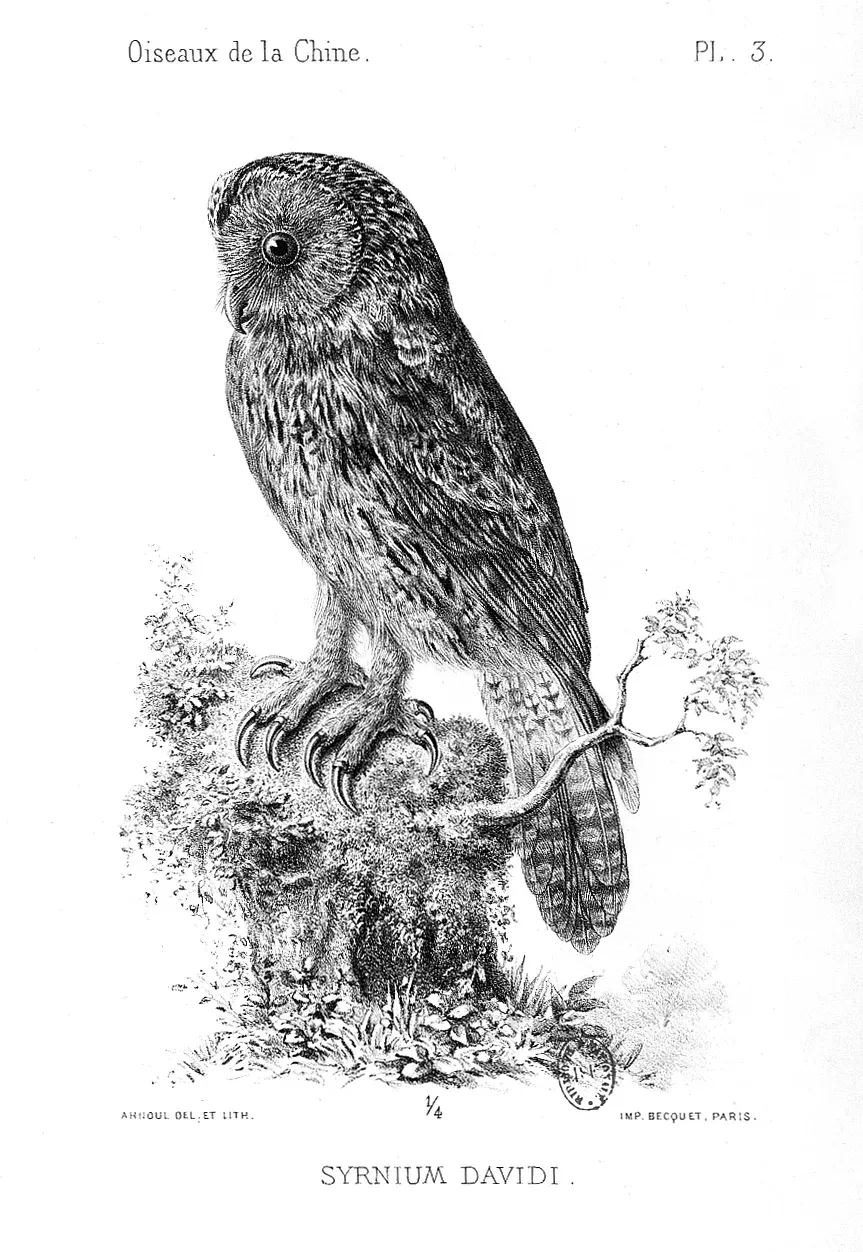 The Père David's owl card
