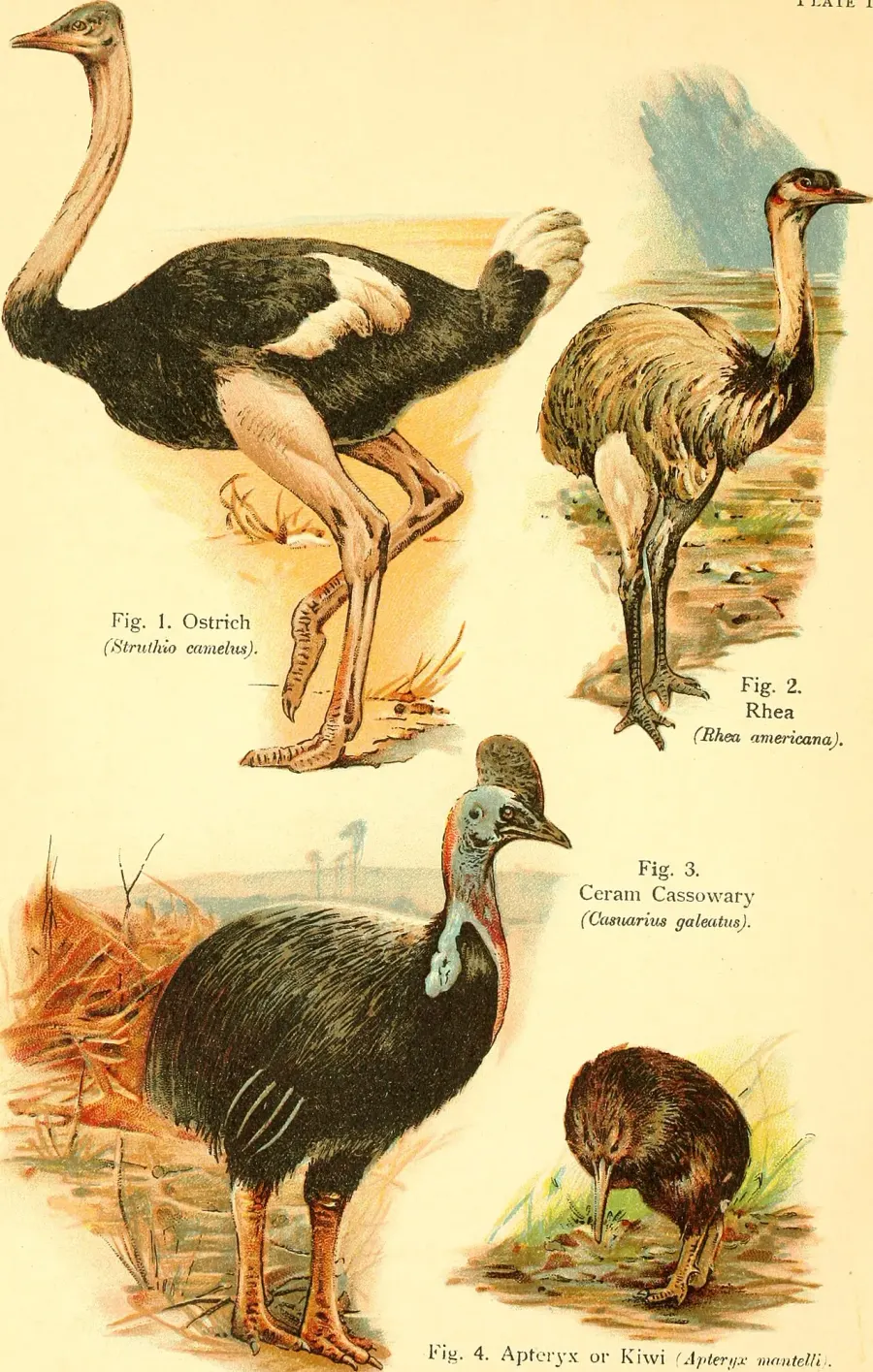 The Flightless bird card