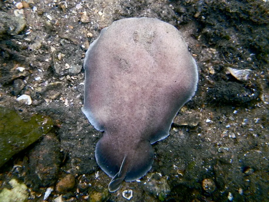 The Coffin ray card