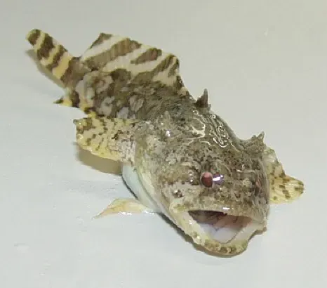 La carte Batrachoididae