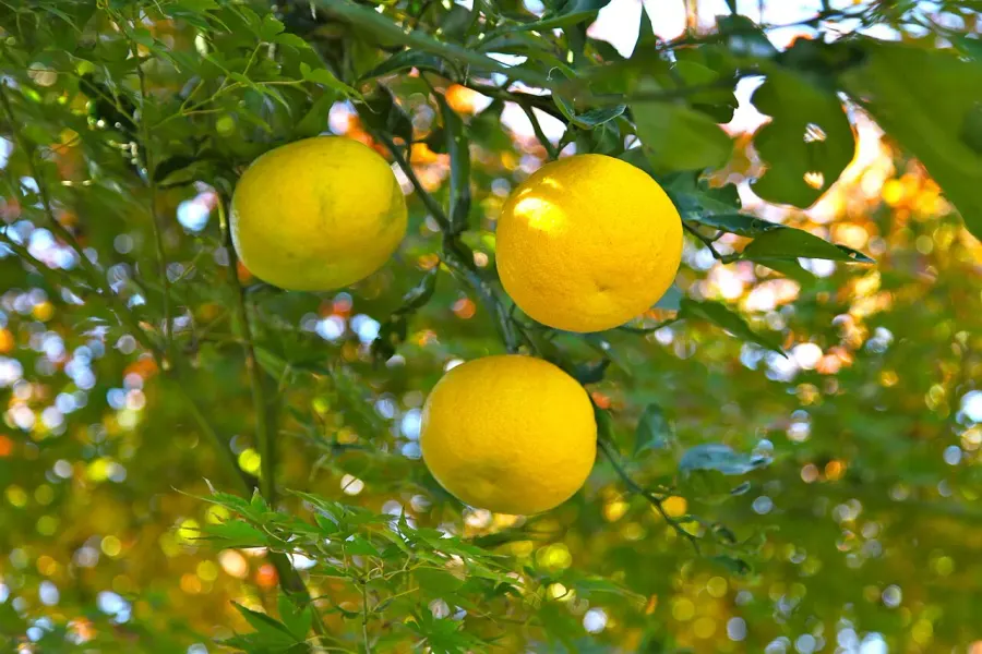 La carte Yuzu