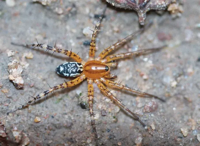 La carte Corinnidae