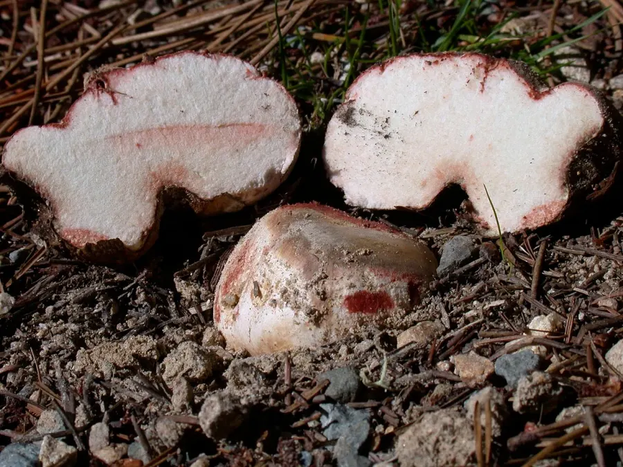 La carte Rhizopogon