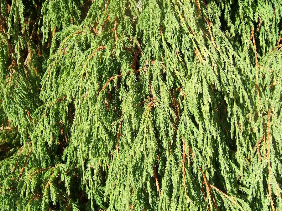 The Juniperus recurva card