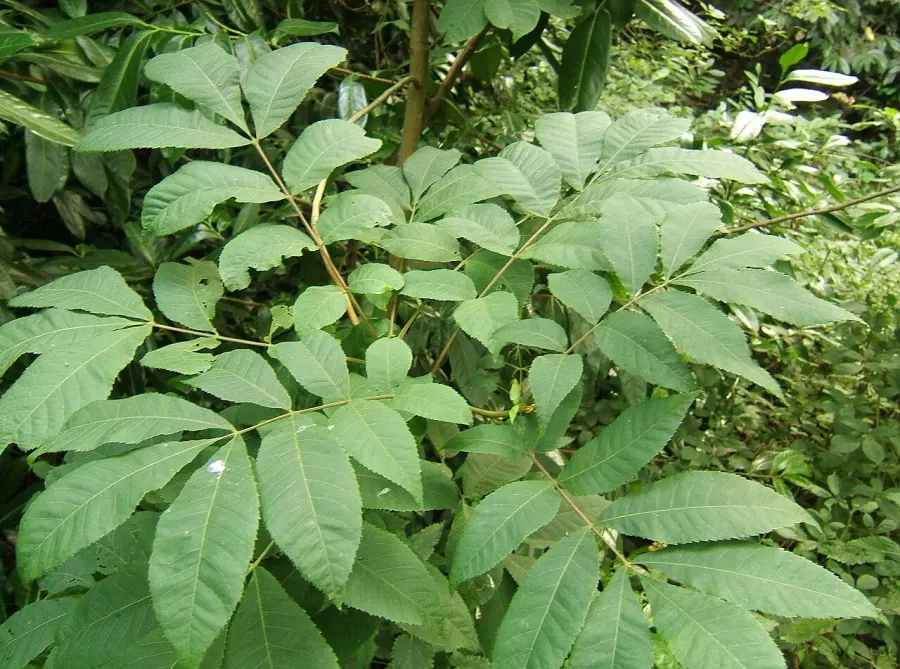 The Carya cordiformis card
