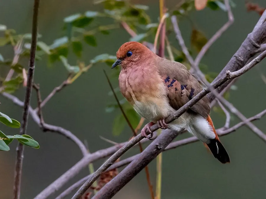 The Blue-eyed ground dove card