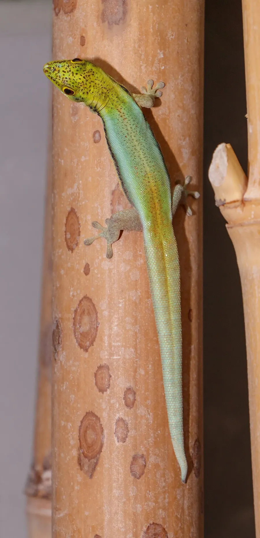 La carte Phelsuma klemmeri