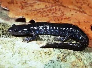 The Blue-spotted salamander card
