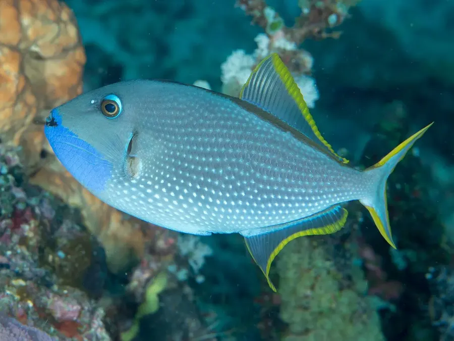 The Gilded triggerfish card
