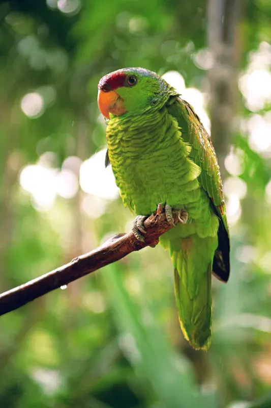 The Lilac-crowned amazon card