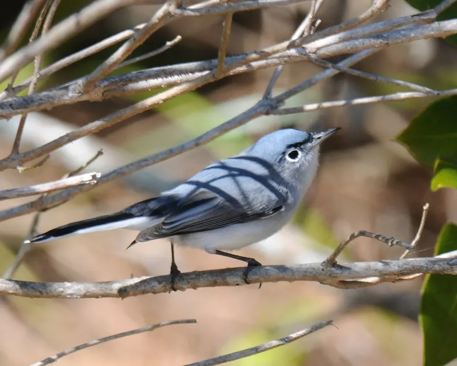The Blue-gray gnatcatcher card