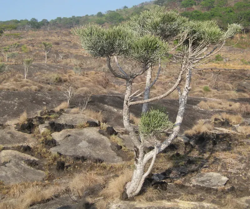 La carte Euphorbia tirucalli