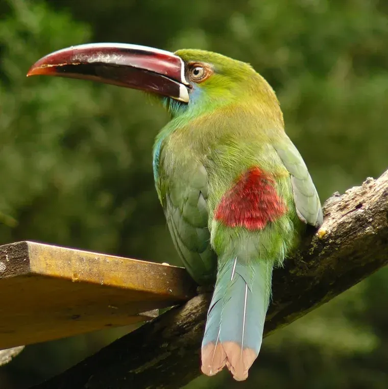 The Crimson-rumped toucanet card