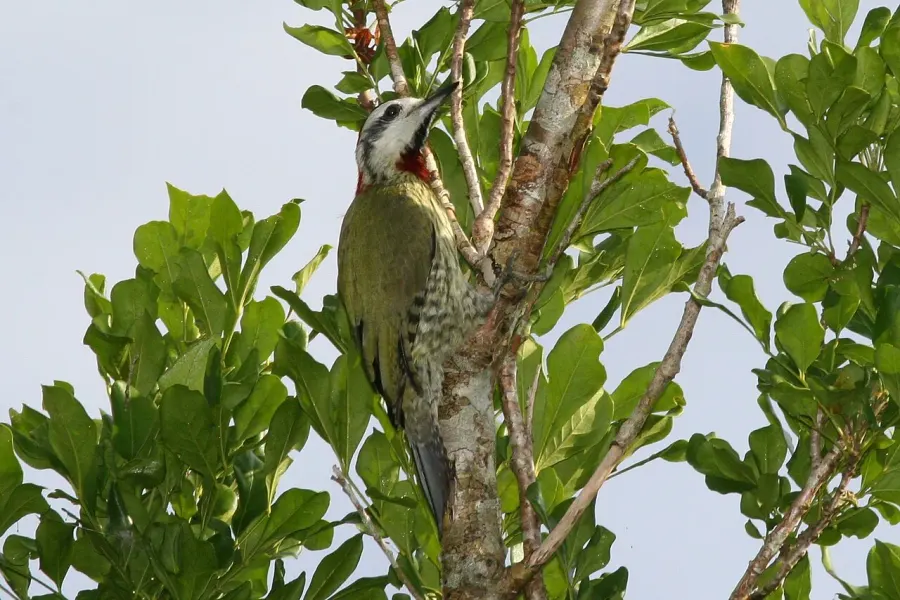 The Cuban green woodpecker card