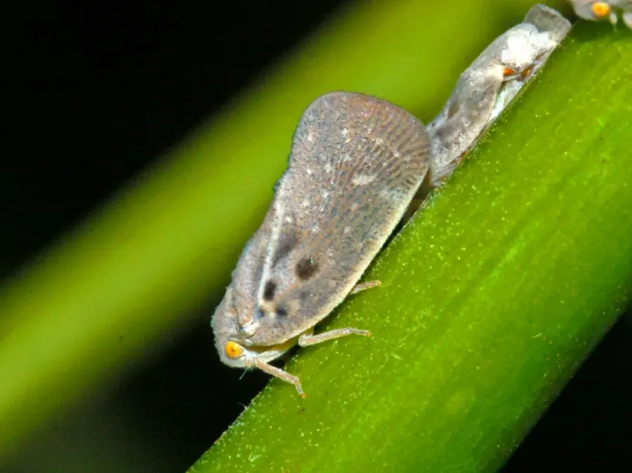 The Metcalfa pruinosa card