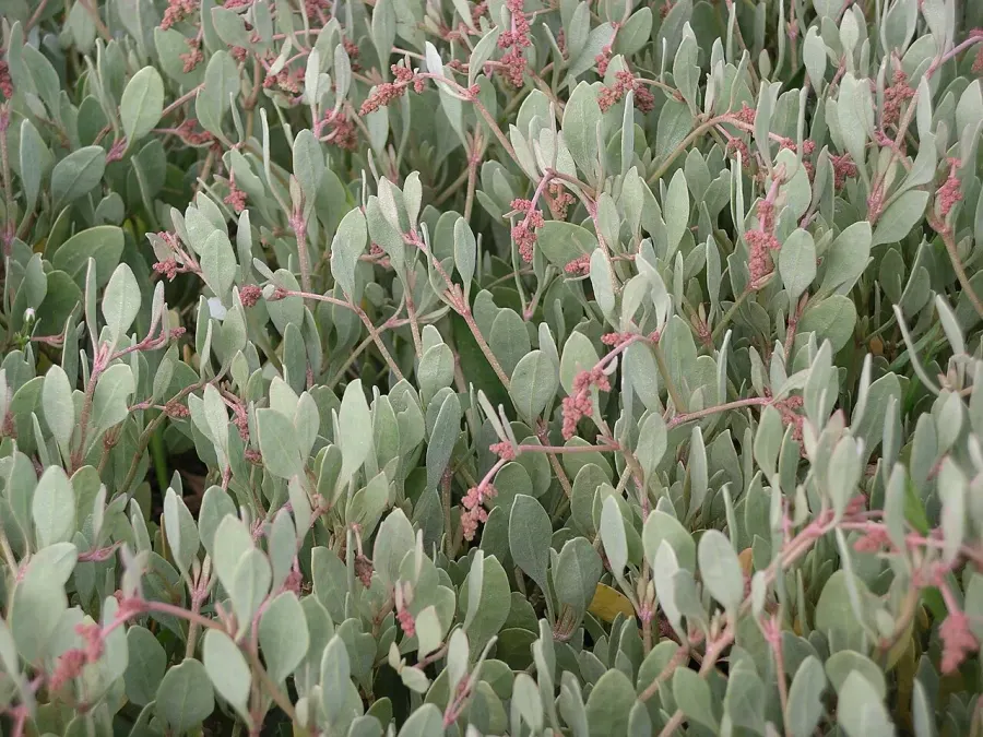 The Halimione portulacoides card