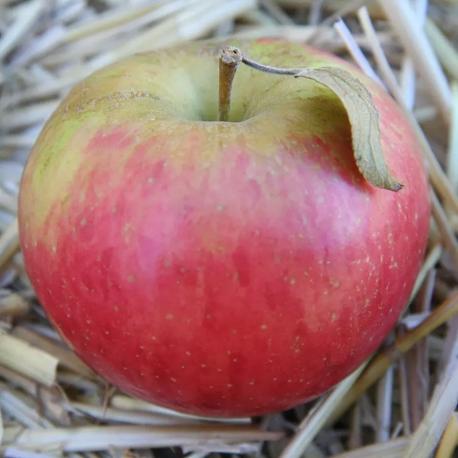 The Apple card