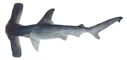 La carte Requin-marteau planeur