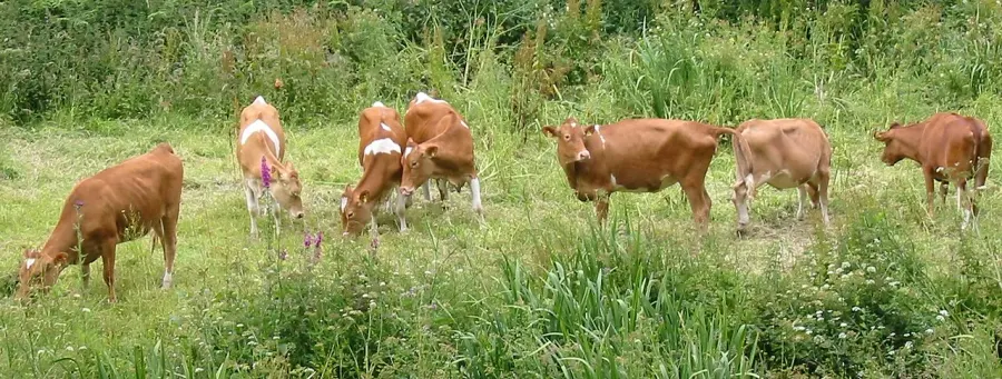 The Guernsey cattle card