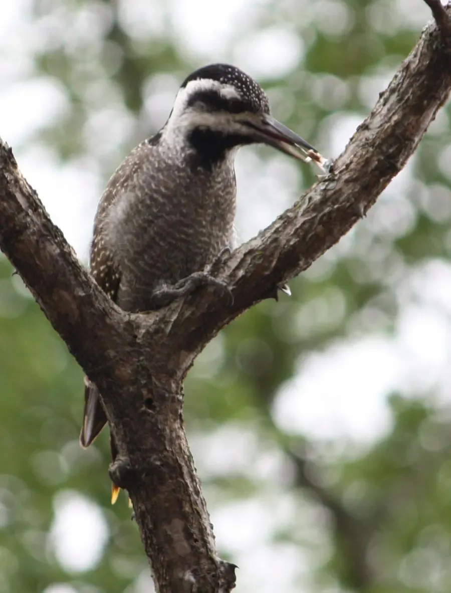 The Bearded woodpecker card