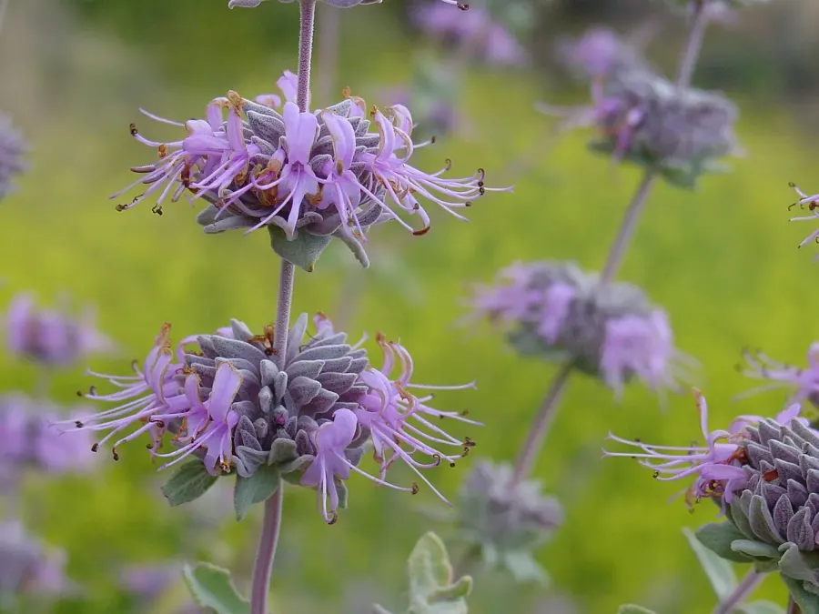 La carte Salvia leucophylla