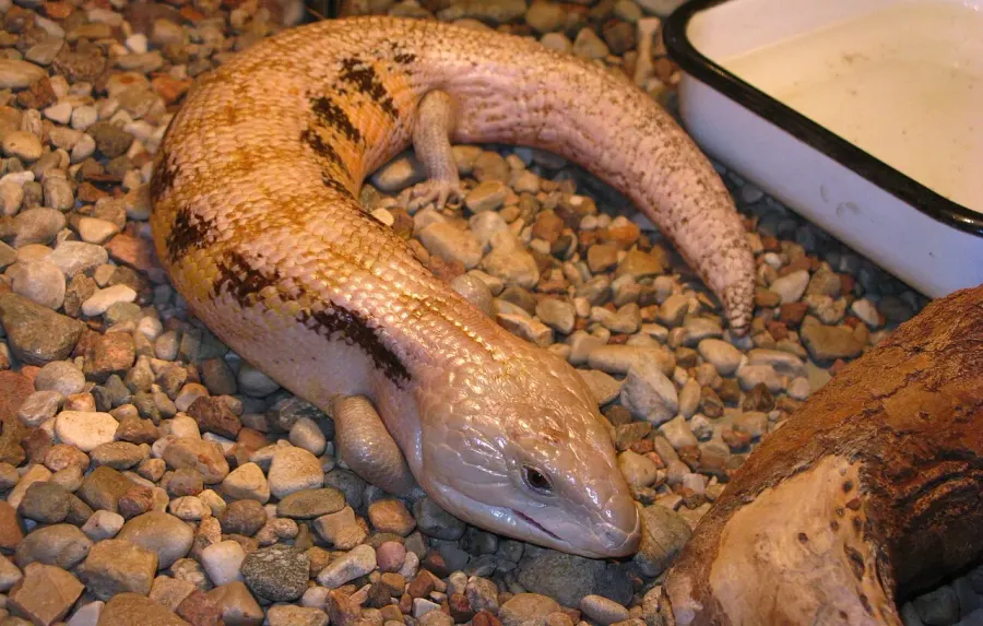 The Indonesian blue-tongued skink card