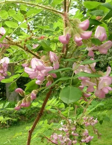 La carte Robinia hispida