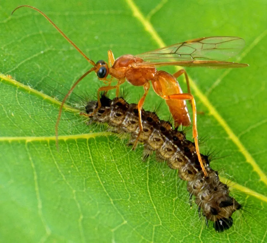 La carte Braconidae
