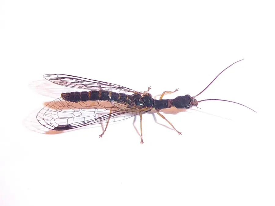 The Inocelliidae card