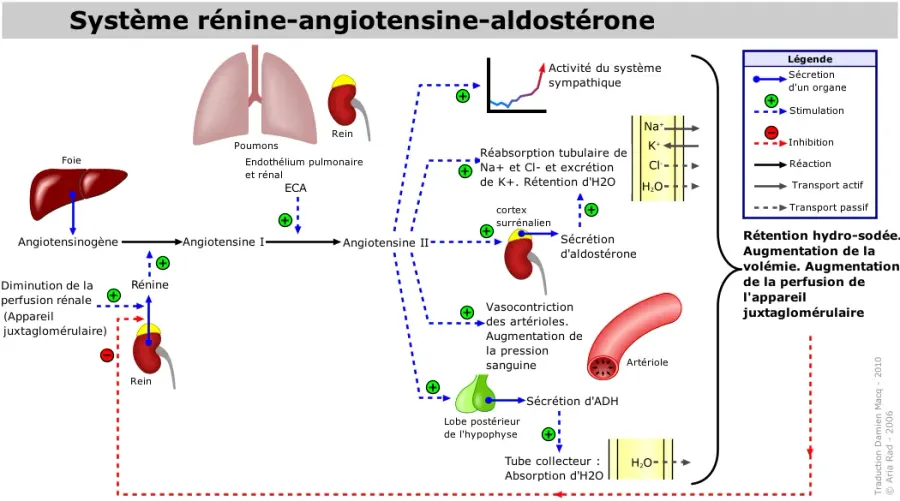 La carte Système rénine-angiotensine-aldostérone