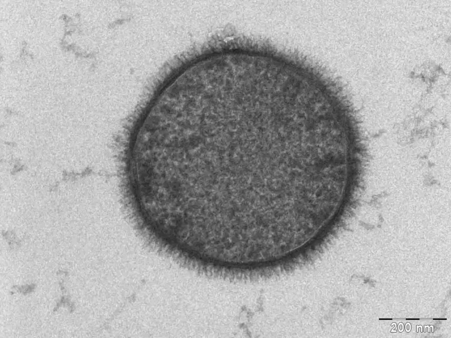 La carte Glycocalyx