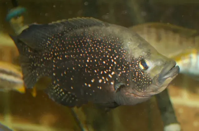 The Paratilapia card