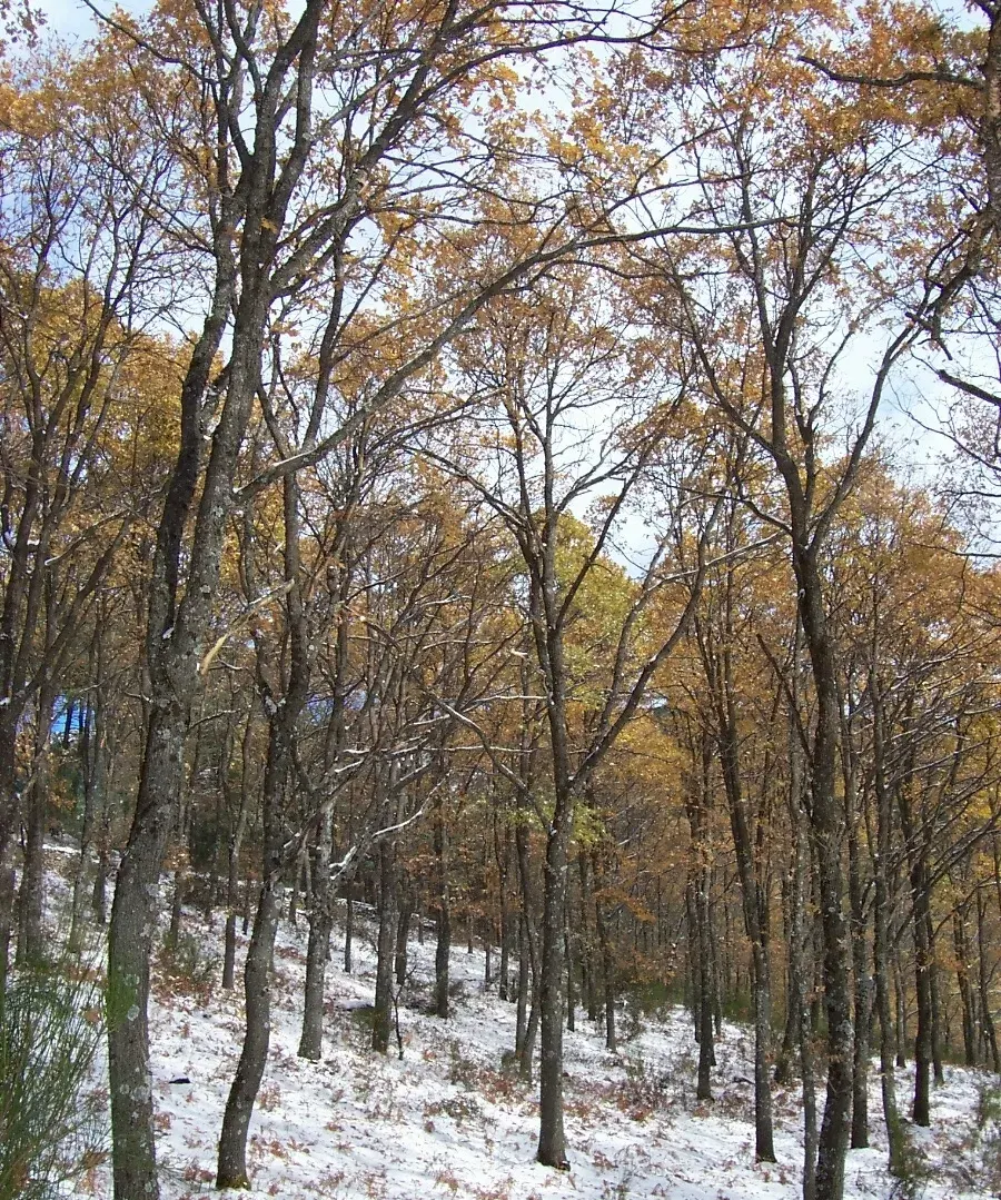 The Quercus pyrenaica card