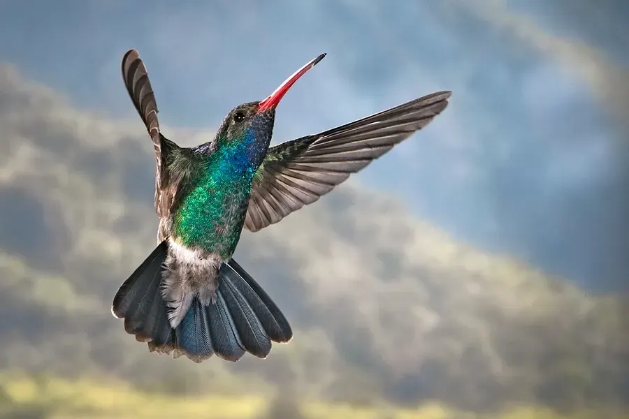 La carte Cynanthus