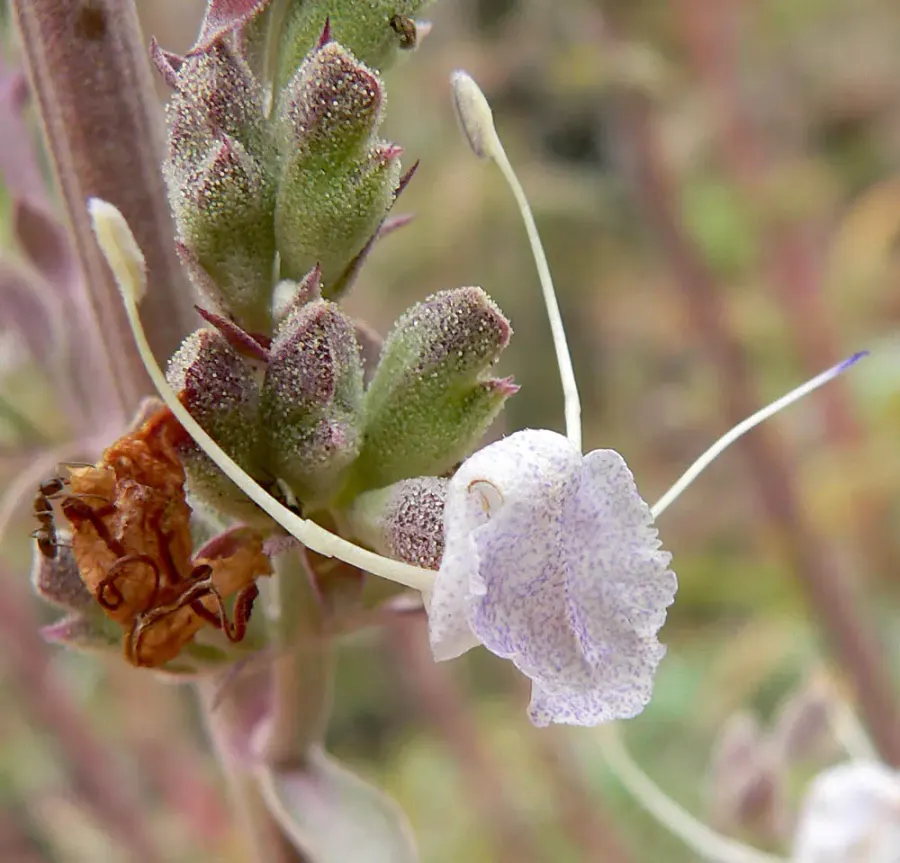 La carte Salvia apiana