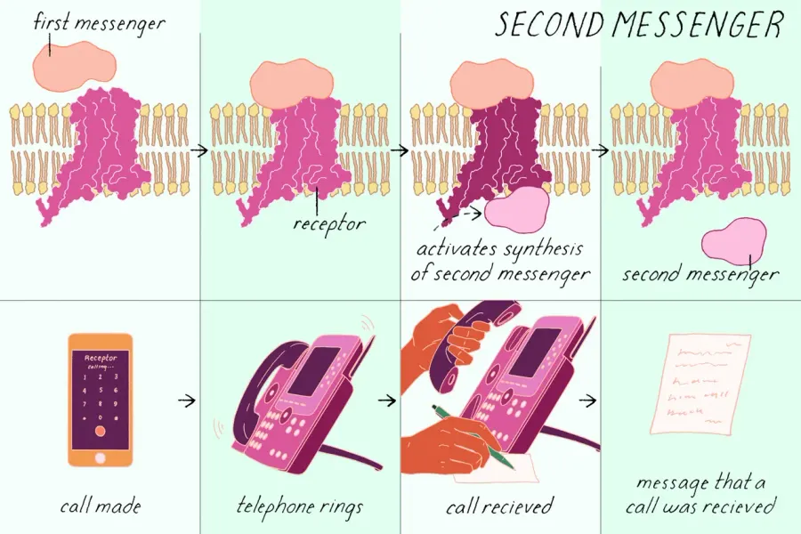 La carte Second messager