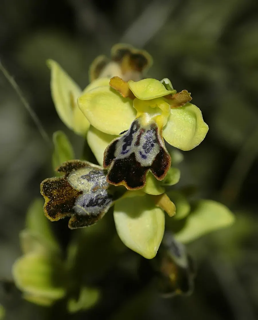 The Ophrys fusca card