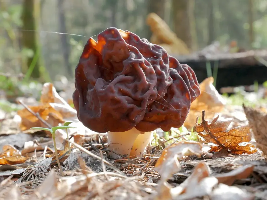 The Gyromitra esculenta card