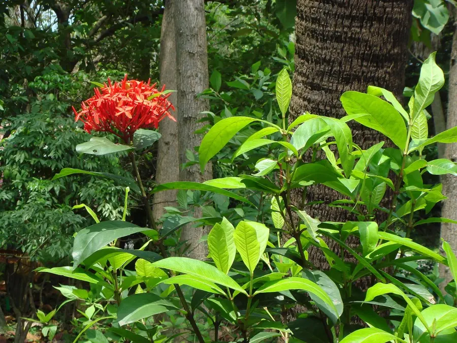 La carte Ixora chinensis