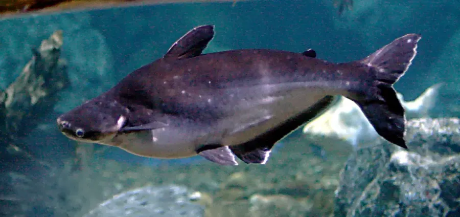 La carte Pangasiidae