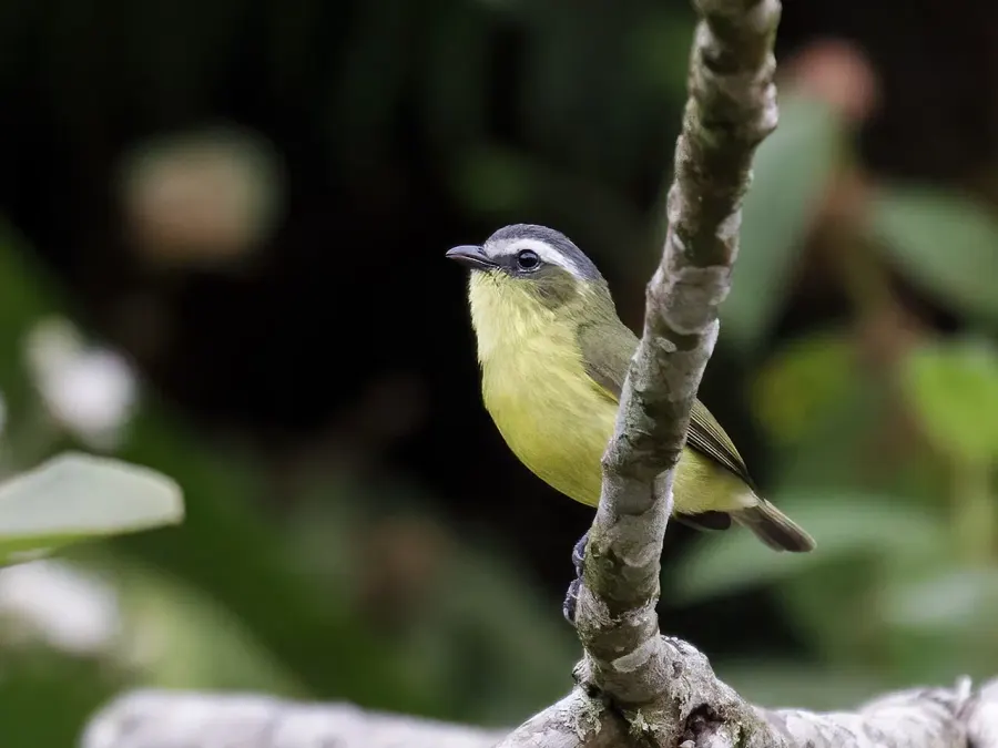 The Yellow-bellied tyrannulet card